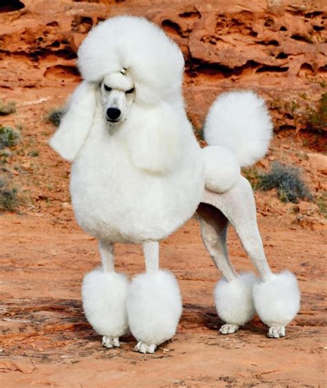 poodle forum